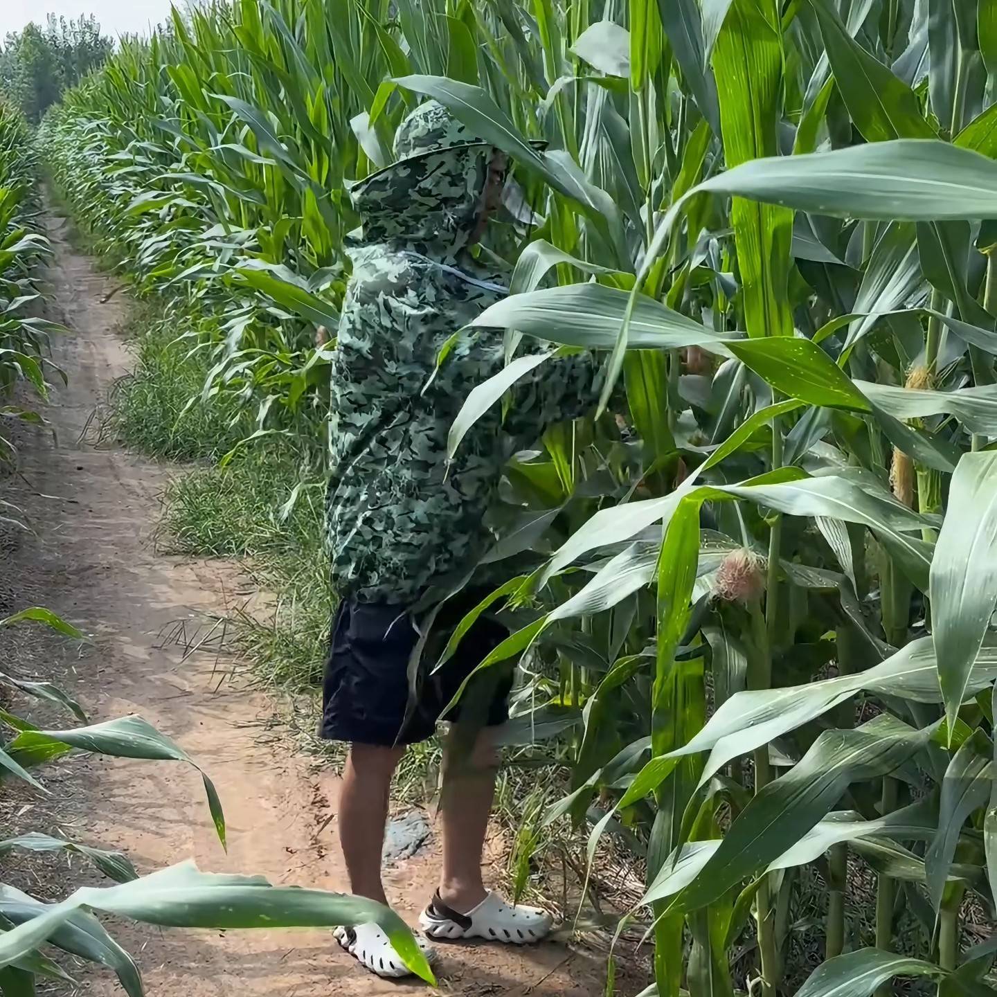 Breathable Corn Harvesting Hat - Agriculture Farming Hats reseña y precio